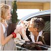 Un chihuahua en Beverly Hills : foto Jamie Lee Curtis, Piper Perabo, Raja Gosnell