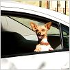 Un chihuahua en Beverly Hills : foto Raja Gosnell