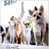 Un chihuahua en Beverly Hills : foto Raja Gosnell