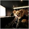 Un chihuahua en Beverly Hills : foto Raja Gosnell