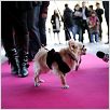 Un chihuahua en Beverly Hills : foto Raja Gosnell
