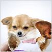 Un chihuahua en Beverly Hills : foto Raja Gosnell