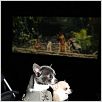 Un chihuahua en Beverly Hills : foto Raja Gosnell
