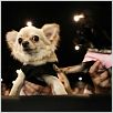 Un chihuahua en Beverly Hills : foto Raja Gosnell