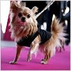 Un chihuahua en Beverly Hills : foto Raja Gosnell