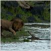 Grandes Felinos Africanos: El reino del coraje : foto Alastair Fothergill, Keith Scholey