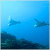 OceanWorld 3D : foto François Mantello, Jean-Jacques Mantello