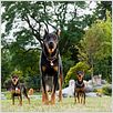 Marmaduke : foto