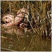 Silencio de hielo : foto