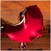 Flamenco, Flamenco : foto