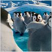Happy Feet 2 : foto George Miller