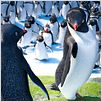 Happy Feet 2 : foto George Miller