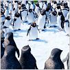 Happy Feet 2 : foto George Miller