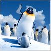 Happy Feet 2 : foto George Miller