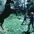 El hombre que susurraba a los caballos : foto Robert Redford