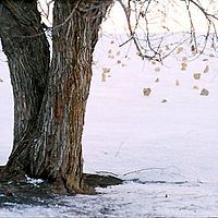 Media Luna : foto Bahman Ghobadi