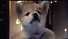 <strong>Siempre a tu lado. Hachiko</strong> Tráiler
