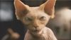 <strong>Como perros y gatos: La revancha de Kitty Galore</strong> Tráiler