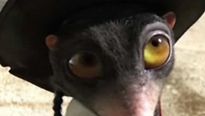 <strong>Rango</strong> Tráiler (2)