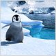 Happy Feet: rompiendo el hielo : foto George Miller