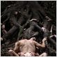 Anticristo : foto Charlotte Gainsbourg, Lars von Trier, Willem Dafoe
