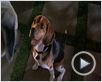 Como perros y gatos Tráiler VO Como perros y gatos Tráiler VO
