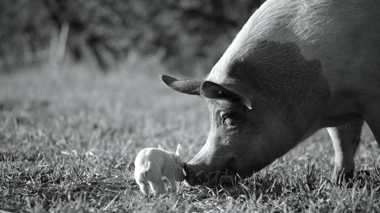 Gunda El Documental En Favor De Los Derechos De Los Animales Que Apoya Joaquin Phoenix Noticias De Cine Sensacine Com