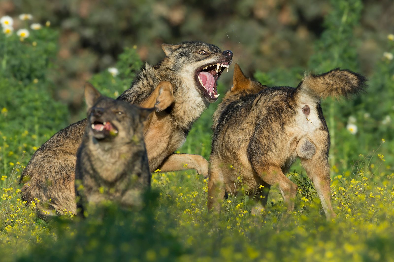 Barbacana La Huella Del Lobo Online