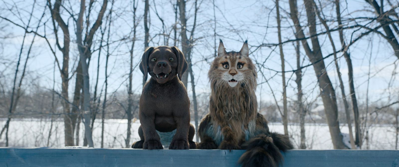 Foto de la película Perro y gata Foto 4 por un total de 15