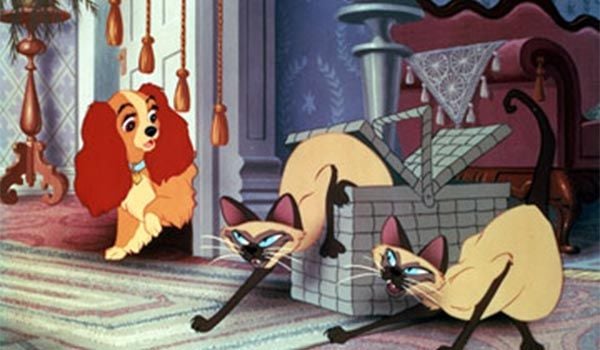 Los Gatos Mas Famosos De La Historia Del Cine Los Gatos Siameses La Dama Y El Vagabundo Sensacine Com