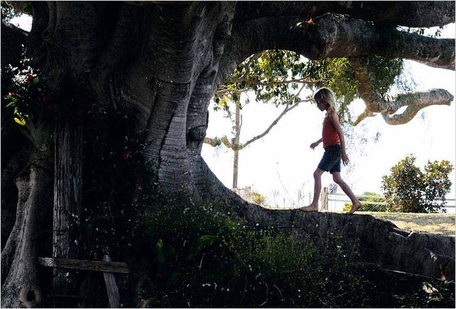 El árbol : Foto Julie Bertucce...