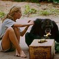 Foto Jane Goodall