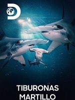 Cartel de Tiburonas martillo