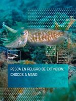 Cartel de Pesca en peligro de extinción: chocos a mano