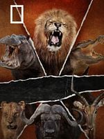 imagen de Safari letal