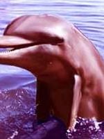 imagen de Mi amigo Flipper