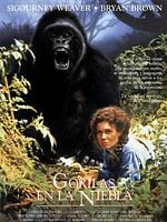 Cartel de Gorilas en la niebla