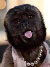 foto de Crystal the Monkey
