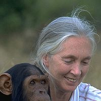 Foto Jane Goodall
