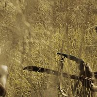 Foto Leonel Arancibia