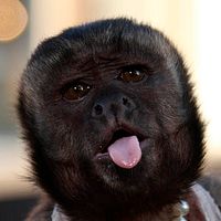 Foto Crystal the Monkey