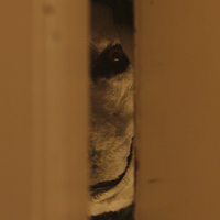 Foto Nicolai Narvesen Lied