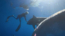 imagen de Encantadora de tiburones Tráiler VO