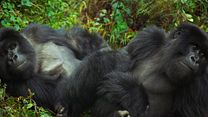 imagen de Una historia de gorilas contada por David Attenborough Tráiler