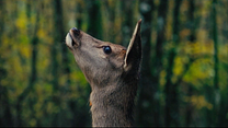 imagen de Bambi, una vida en el bosque Tráiler