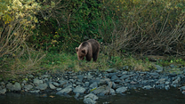 imagen de Matar a un oso Teaser