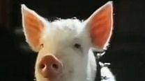 imagen de Babe, el cerdito en la ciudad Tráiler 