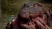 imagen de Cocodrilo asesino Tráiler VO