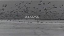 imagen de Araya Tráiler VO