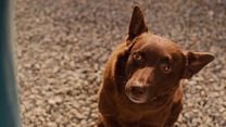 imagen de Red Dog Tráiler VO